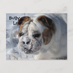 Snow Bully - English Bulldog Postkarte