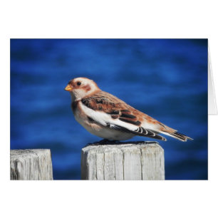 Snow Bunting