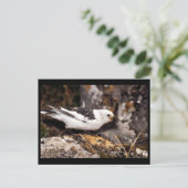 Snow Bunting Postkarte (Stehend Vorderseite)