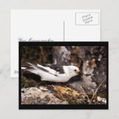 Snow Bunting Postkarte (Vorne/Hinten)