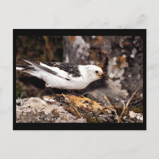 Snow Bunting Postkarte (Vorderseite)
