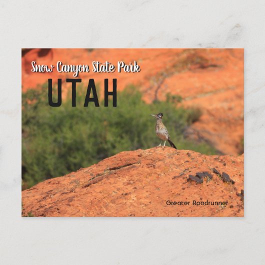 Snow Canyon Roadrunner Utah Postkarte (Vorderseite)