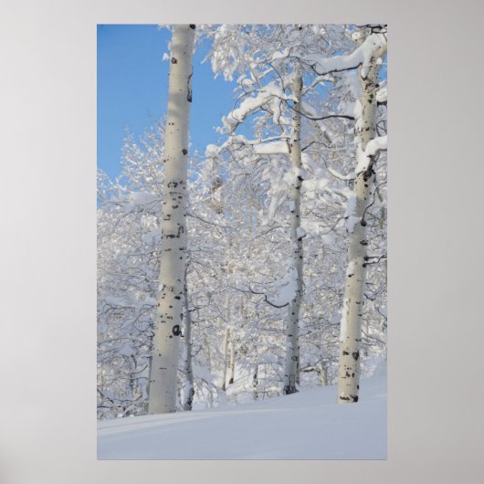 Snow-Covered Aspens, Beartrap-Desolation Ridge Poster (Vorne)