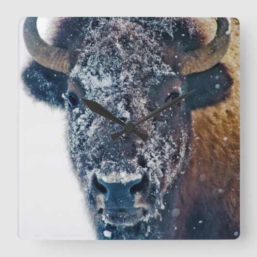 Snow-Covered Bison Wall Clock Quadratische Wanduhr (Vorderseite)