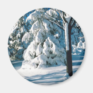 Snow Covered Evergreens Magnet