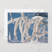Snow Covered Twigs Postkarte (Vorne/Hinten)