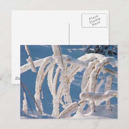 Snow Covered Twigs Postkarte (Vorne/Hinten)