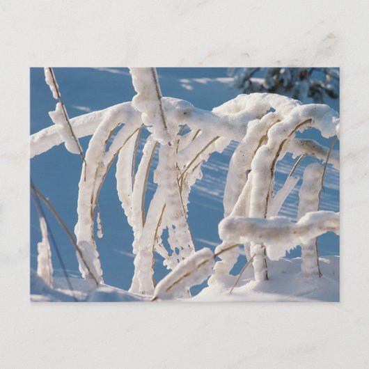 Snow Covered Twigs Postkarte (Vorderseite)
