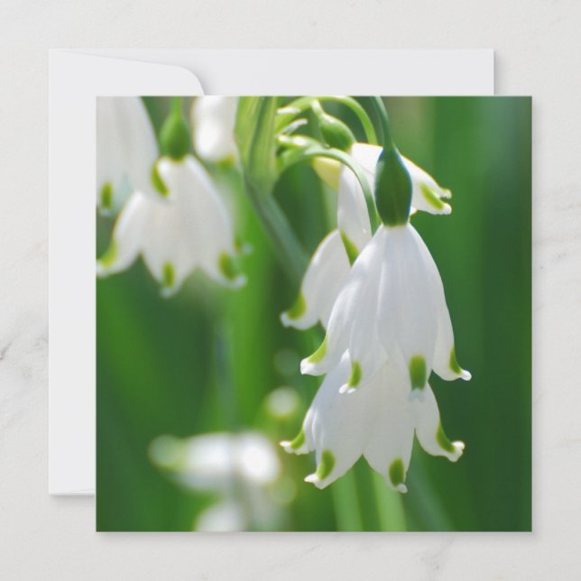 Snow Drop Lily (Vorderseite)