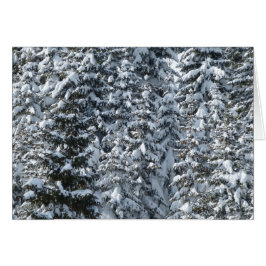 Snow Fir Tree Texture