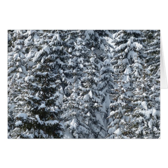 Snow Fir Tree Texture (Vorderseite (Horizontal))