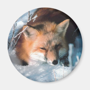 Snow Fox Magnet