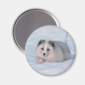 Snow Fox Magnet (Vorderseite/Rückseite)