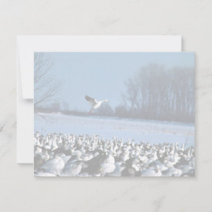 Snow Geese
