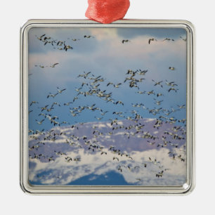 Snow geese during spring migration ornament aus metall
