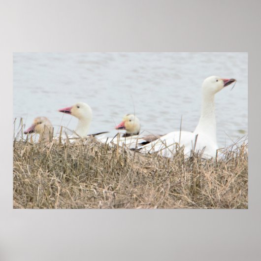 Snow Gese Poster (Vorne)