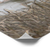 Snow Gese Poster (Ecke)