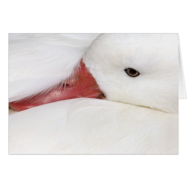 Snow Goose Chen caerulescens (Vorderseite (Horizontal))