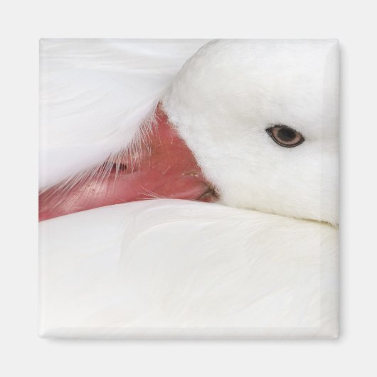 Snow Goose Chen caerulescens Magnet (Vorne)