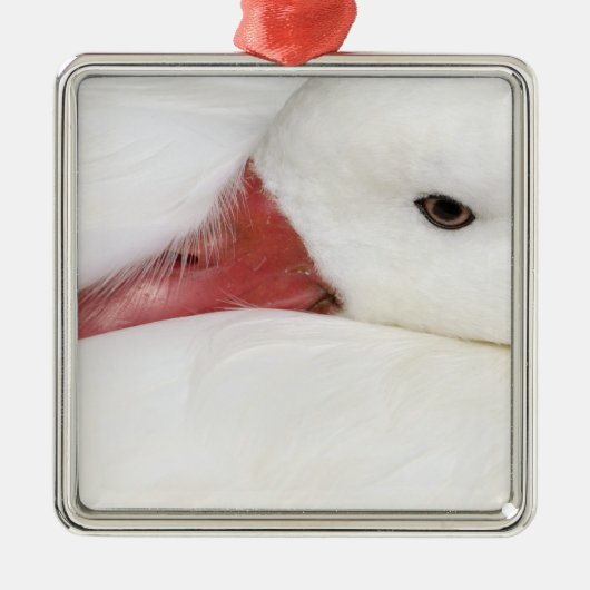 Snow Goose Chen caerulescens Ornament Aus Metall (Vorne)