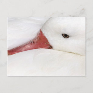 Snow Goose Chen caerulescens Postkarte