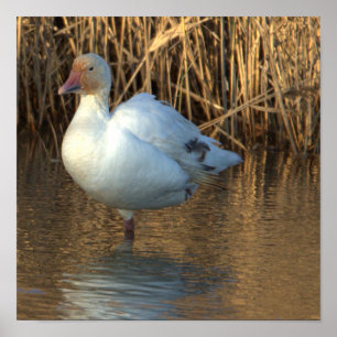 Snow Goose Poster