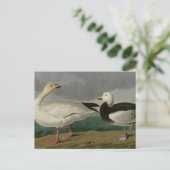 Snow Goose Postkarte (Stehend Vorderseite)