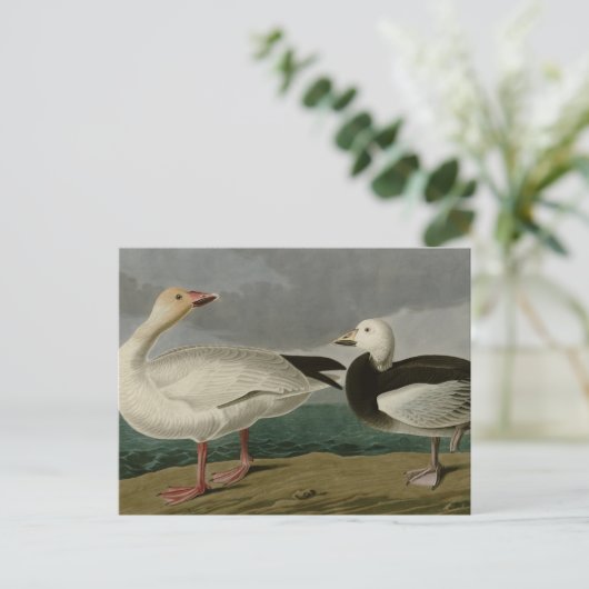 Snow Goose Postkarte (Stehend Vorderseite)