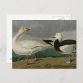 Snow Goose Postkarte (Vorne/Hinten)