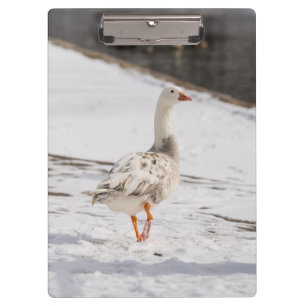 Snow Goose Strut Klemmbrett