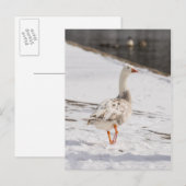 Snow Goose Strut Postkarte (Vorne/Hinten)