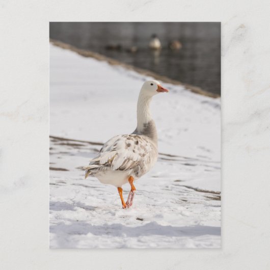 Snow Goose Strut Postkarte (Vorderseite)