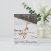 Snow Goose Strut Postkarte (Stehend Vorderseite)