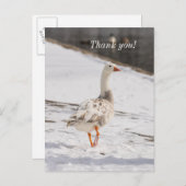 Snow Goose Strut Vielen Dank Postcard Postkarte (Vorne/Hinten)