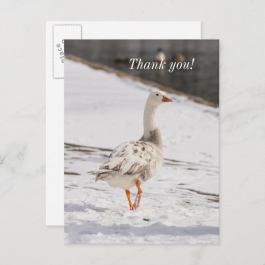 Snow Goose Strut Vielen Dank Postcard Postkarte (Vorne/Hinten)