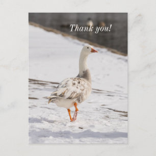 Snow Goose Strut Vielen Dank Postcard Postkarte