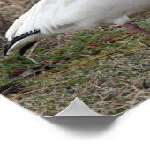 Snow Gose Poster (Ecke)