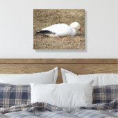 Snow Gose Wrapped Canvas Leinwanddruck (Insitu (Schlafzimmer))