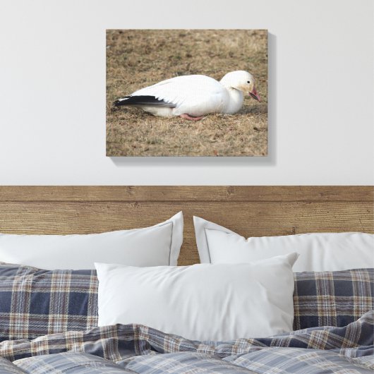 Snow Gose Wrapped Canvas Leinwanddruck (Insitu (Schlafzimmer))