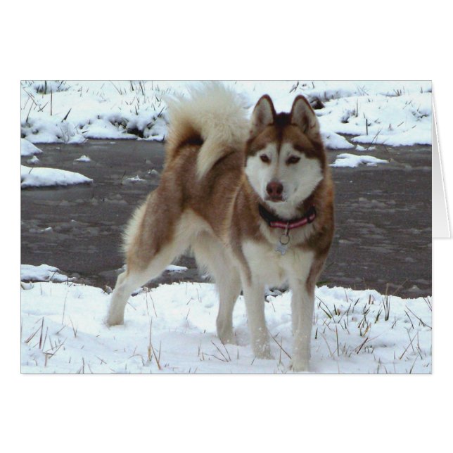 Snow Husky (Vorderseite (Horizontal))