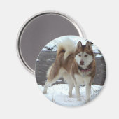 Snow Husky Magnet (Vorderseite/Rückseite)