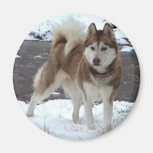 Snow Husky Magnet (Vorne)
