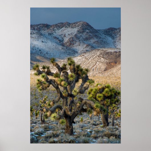 Snow In Death Valley Poster (Vorne)