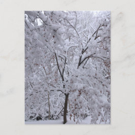 Snow-Laden Bäume Postkarte