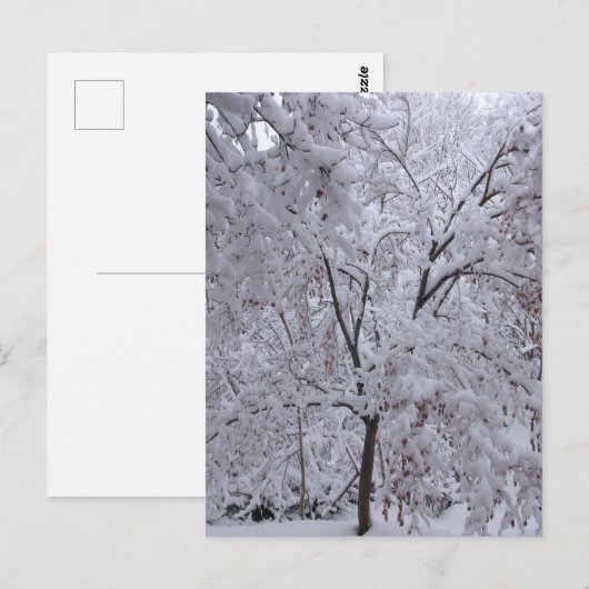 Snow-Laden Bäume Postkarte (Vorne/Hinten)