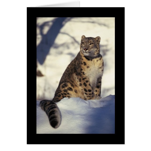 Snow Leopard (Vorne)