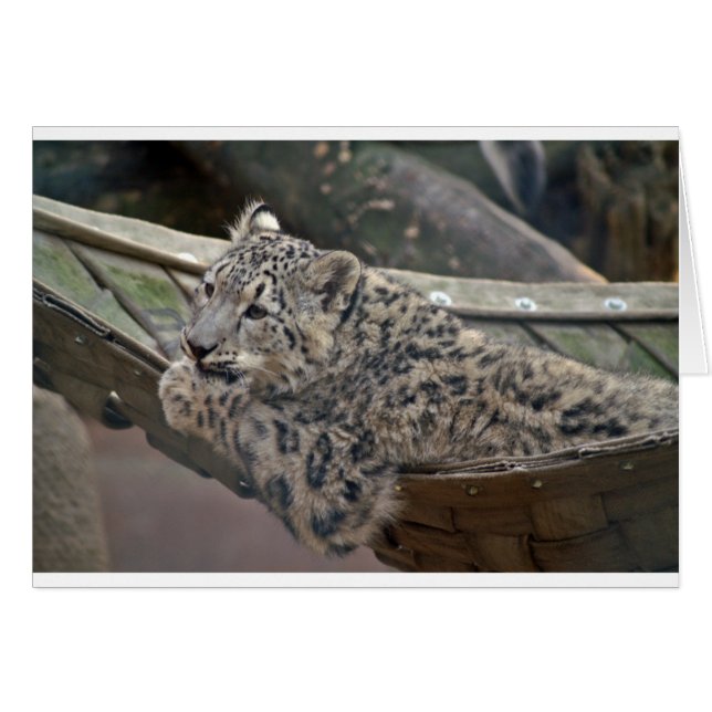Snow Leopard (Vorderseite (Horizontal))