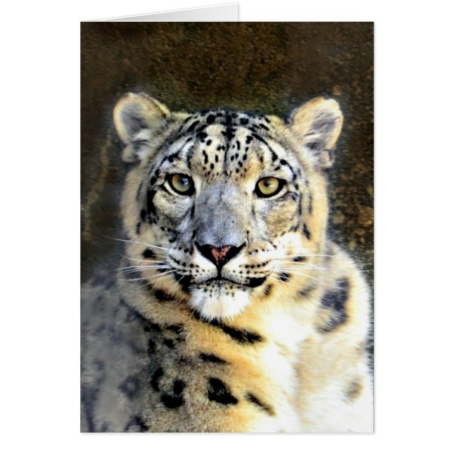 Snow Leopard (Vorne)