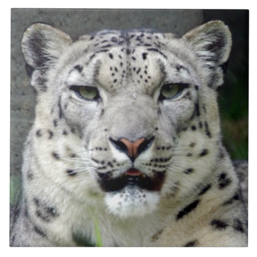 snow-leopard10x10 fliese (Vorderseite)