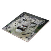 snow-leopard10x10 fliese (Seite)